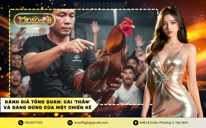 Đánh giá tổng quan Cái 'Thần' và Dáng đứng của một Chiến Kê