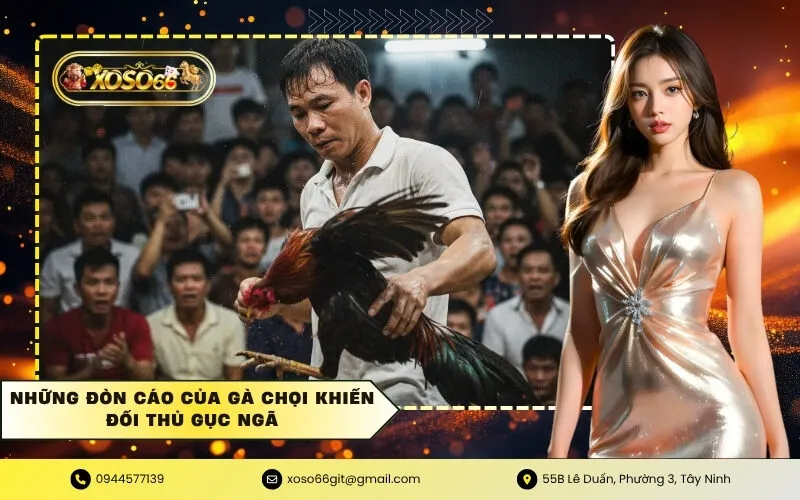 Gà chọi đòn cáo