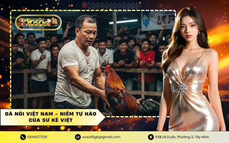 Gà Nòi Việt Nam - Niềm tự hào của sư kê Việt