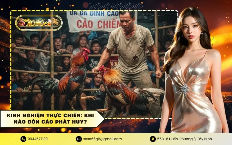 Kinh nghiệm thực chiến Khi nào đòn cáo phát huy