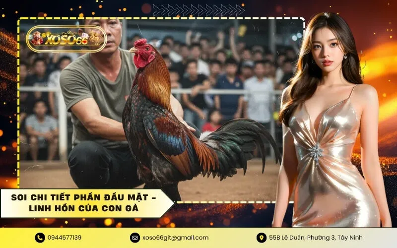 Soi chi tiết phần Đầu Mặt - Linh hồn của con gà