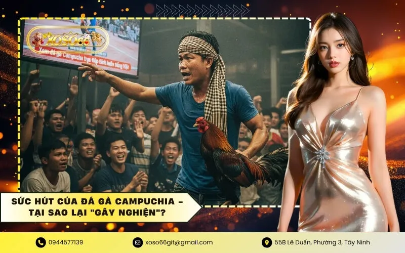 Sức Hút Của Đá Gà Campuchia - Tại Sao Lại Gây Nghiện